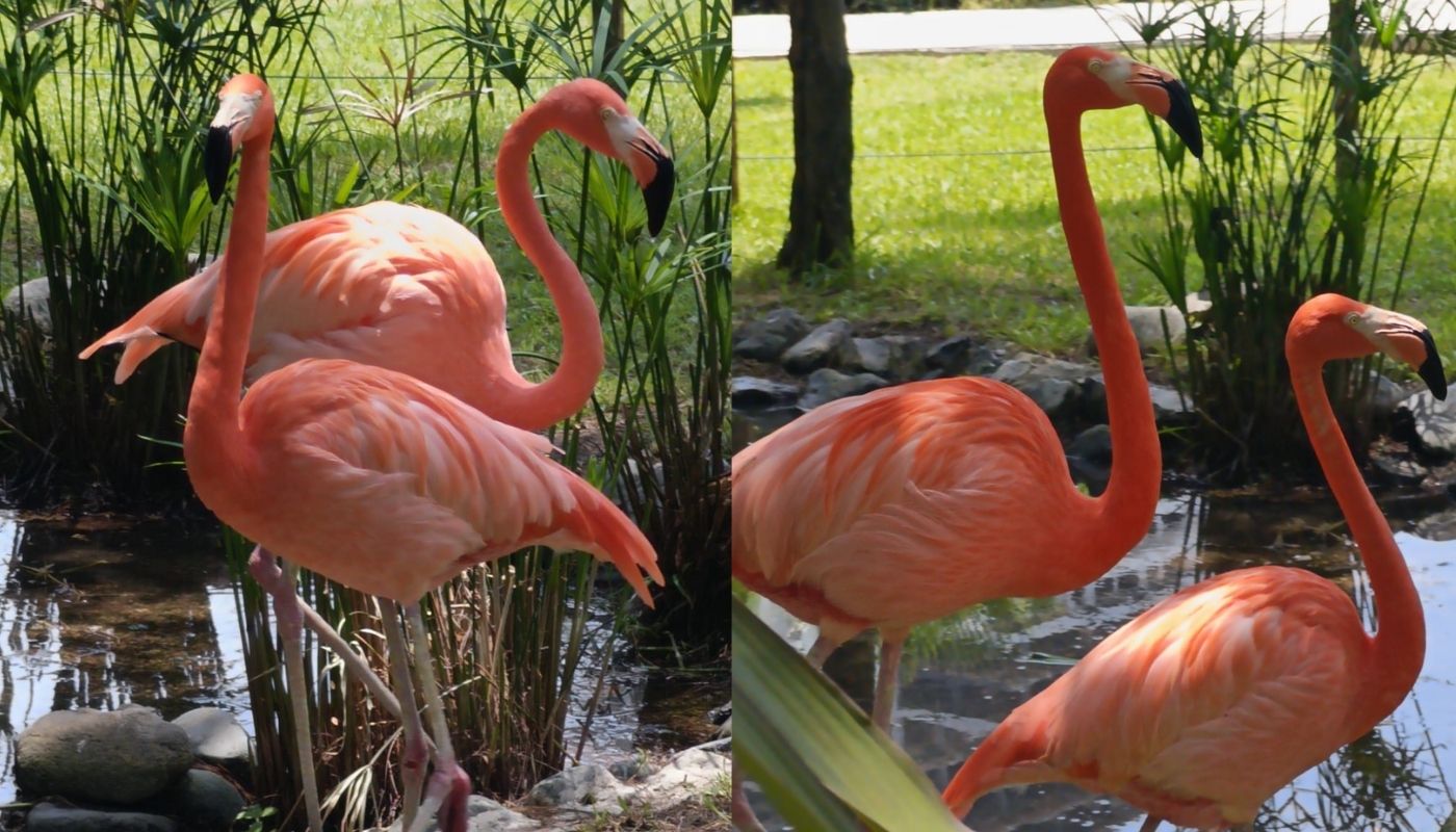 Cuatro Flamencos color rosa