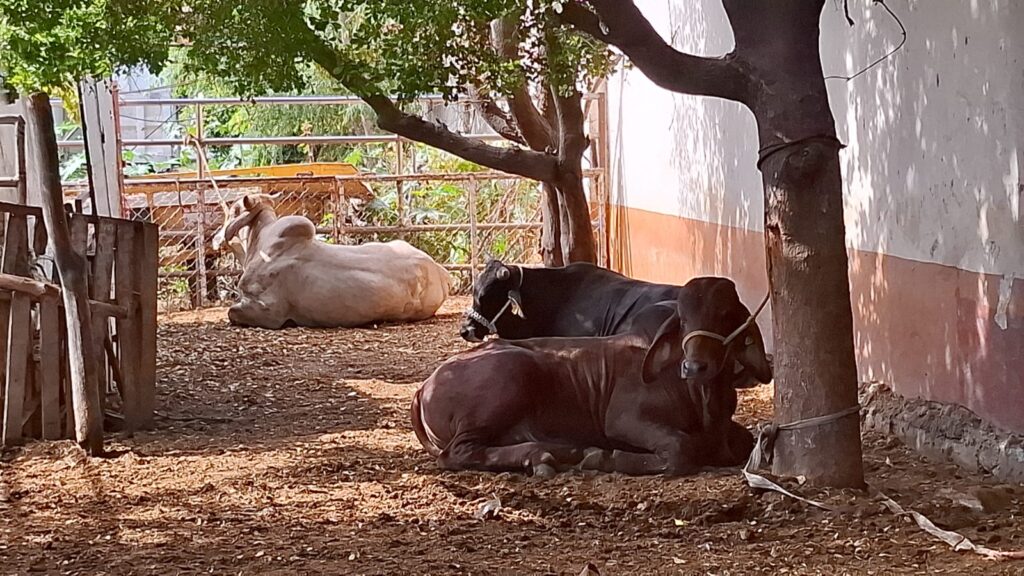 Ganado debajo de un árbol