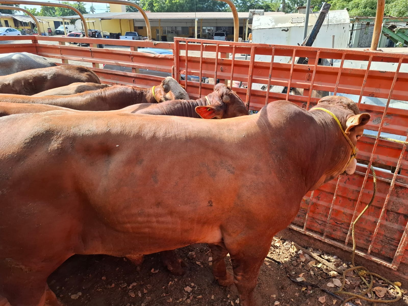 Vaca en una jaula