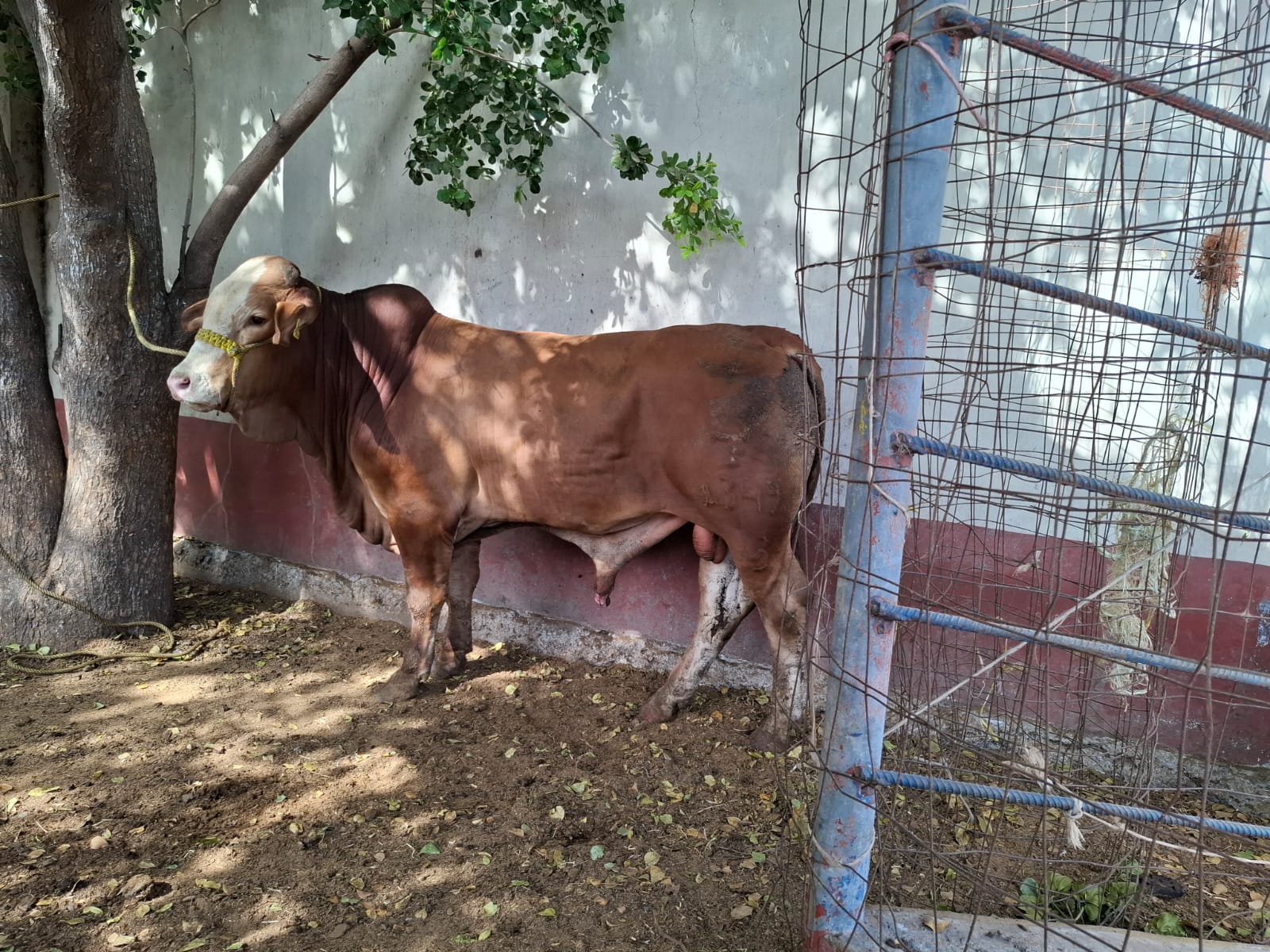 Ganado Mazatlán