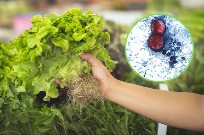 Lechuga infectada