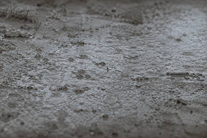Lluvias en Choix permiten avanzar en la siembra para alimentar al ganado