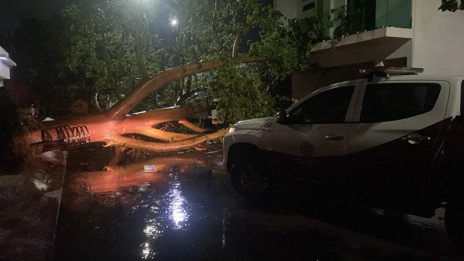 Árbol caído en la calle frente a una casa