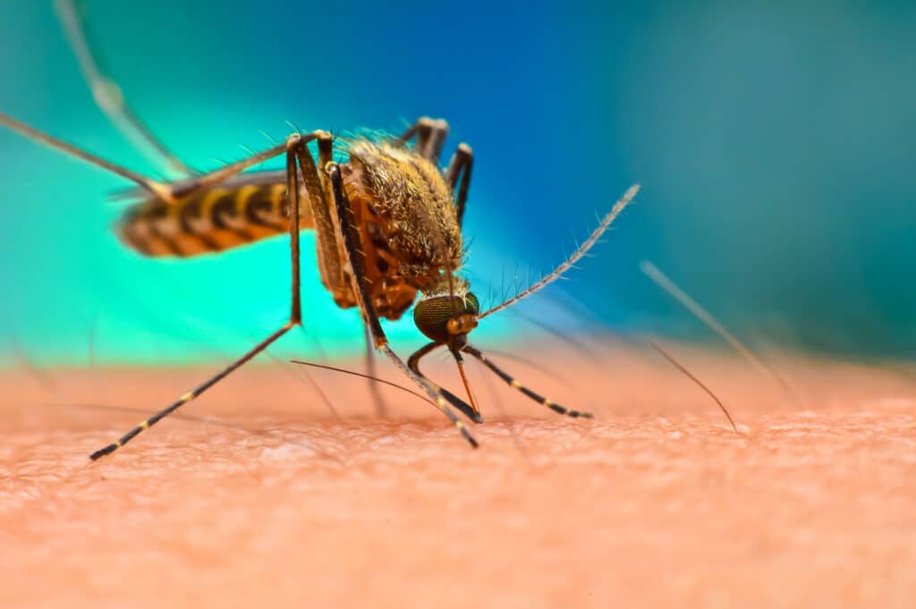 Mosquito de la malaria