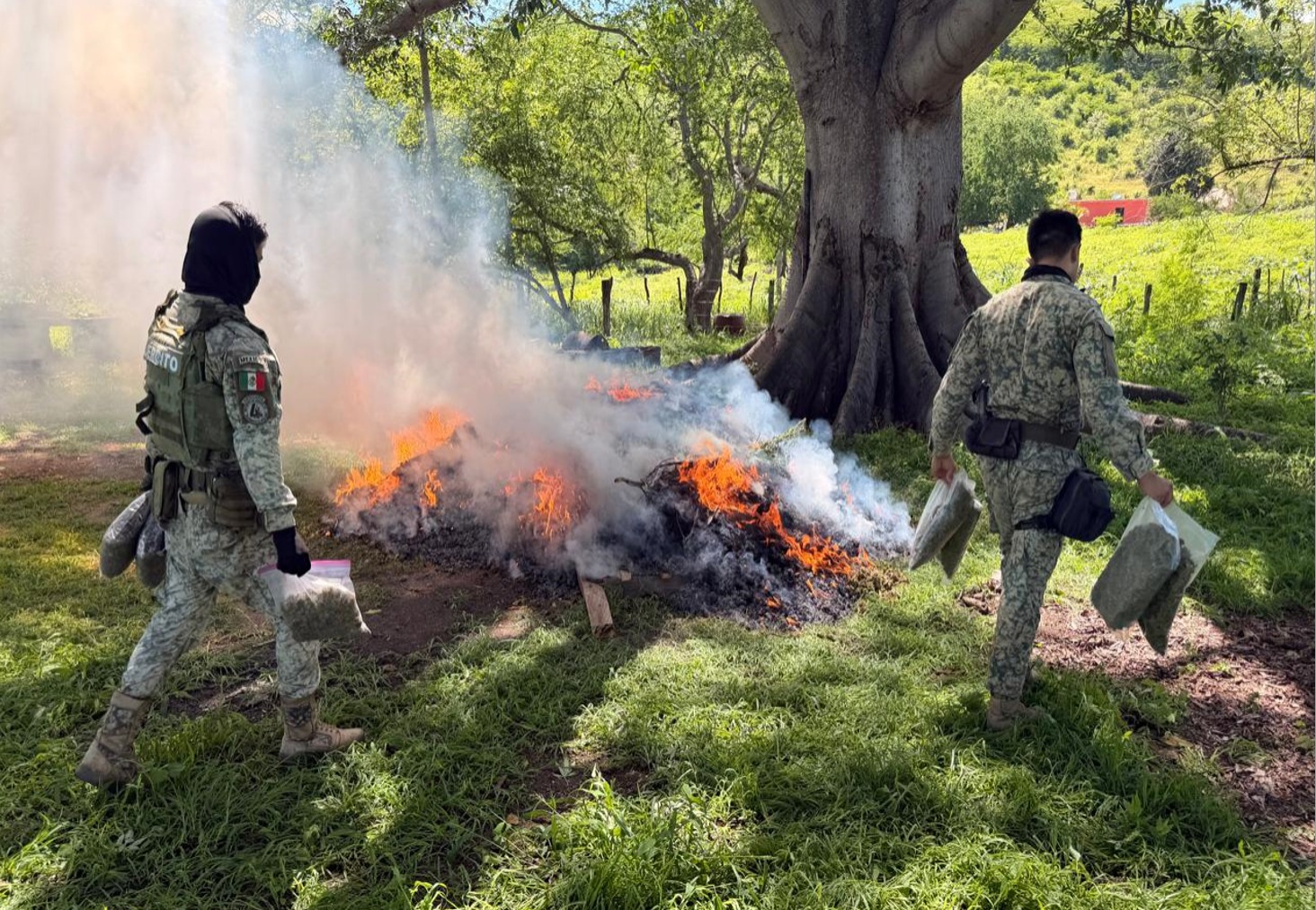 Ejército asegura cerca de media tonelada de mariguana