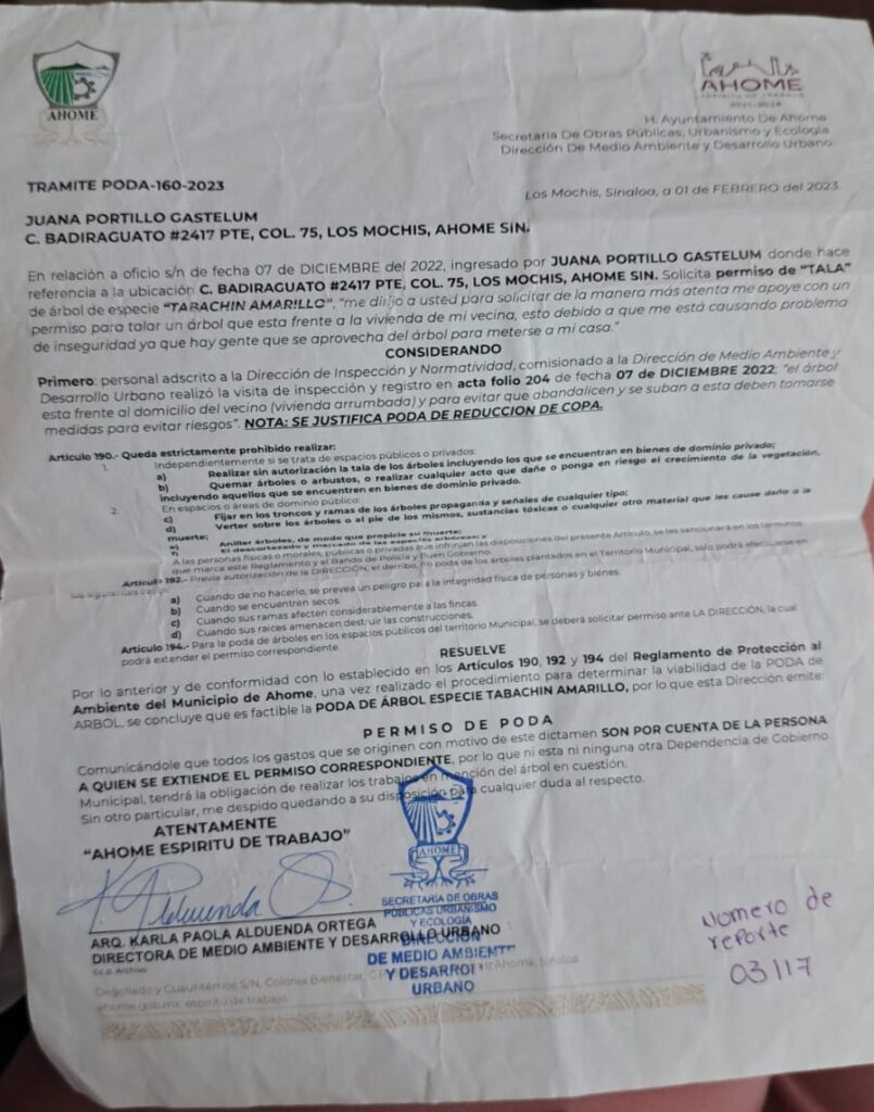 Doña Juana cuenta con un permiso para podar el árbol expedido desde hace más de 3 años por la Secretaría de Bienestar del Ayuntamiento de Ahome