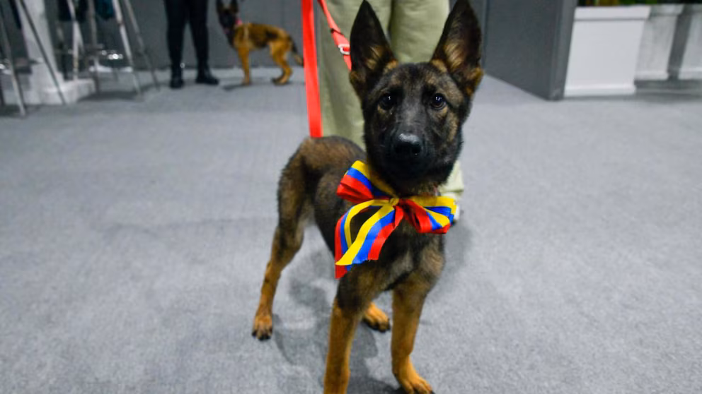 Venezuela dona una perrita a México por apoyo tras terremotos; Sheinbaum recibirá a rescatistas