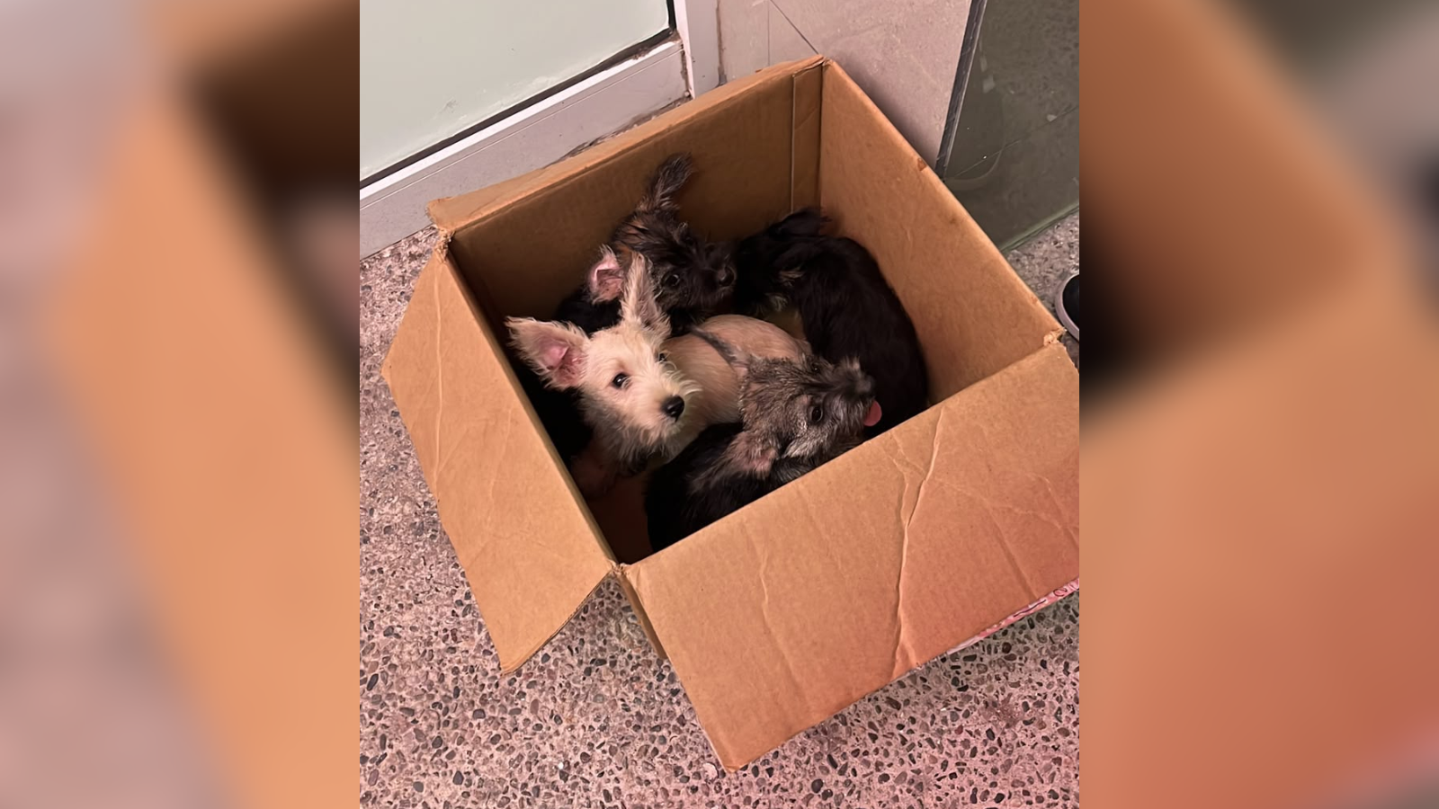 Fundación Balto y Togo denuncia abandono de cuatro perros cachorros