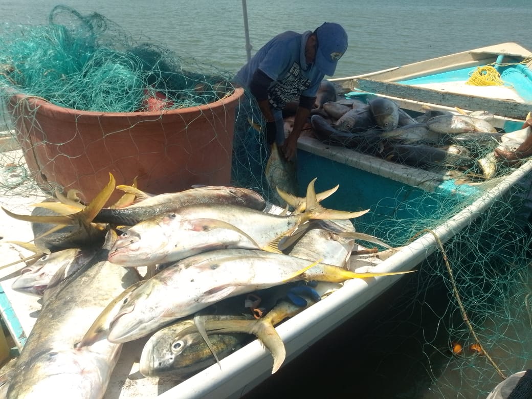 Pescado “toro” preocupa por voraz depredación del camarón