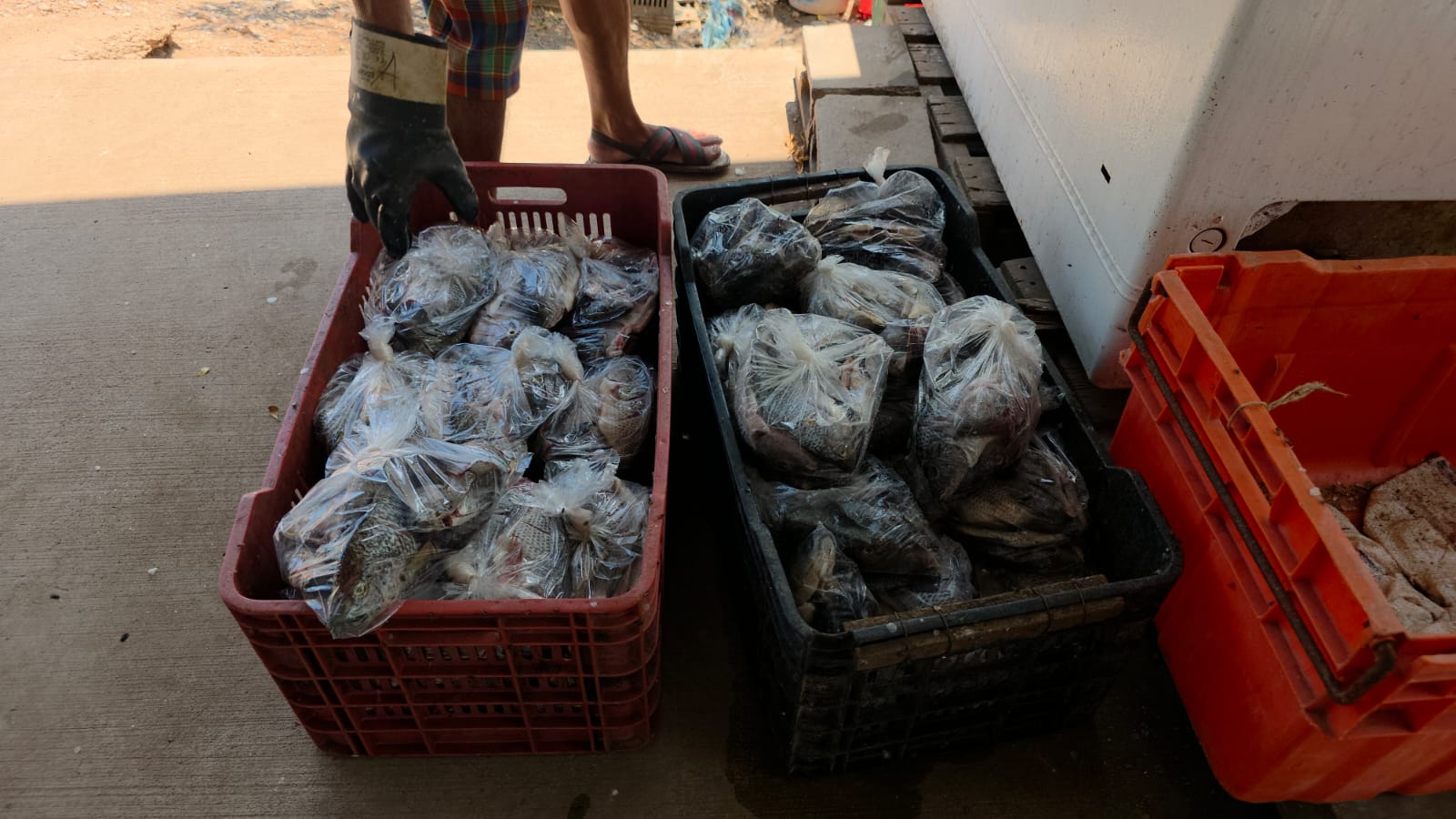 Aunque hay veda, garantizan pescado todo el año