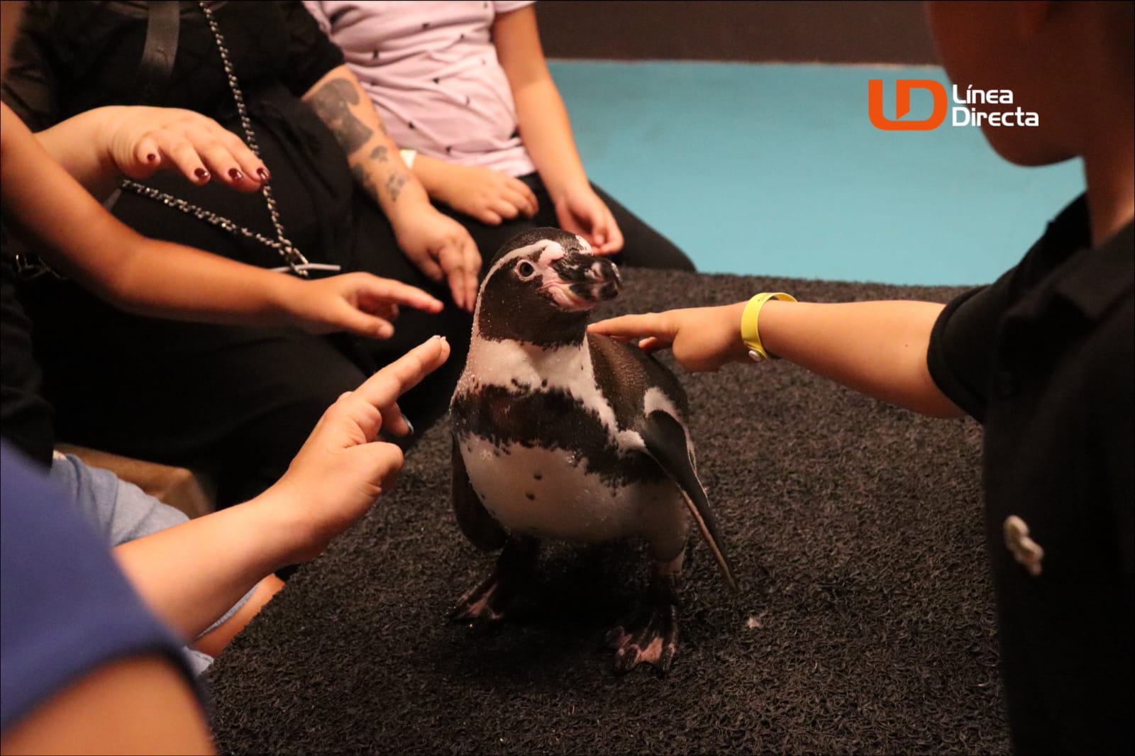 Pingüinos Acuario