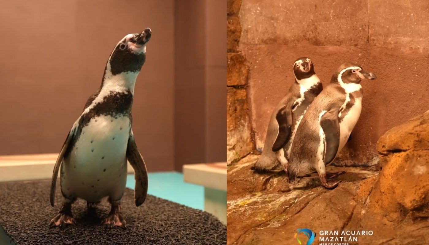 Tres pingüinos