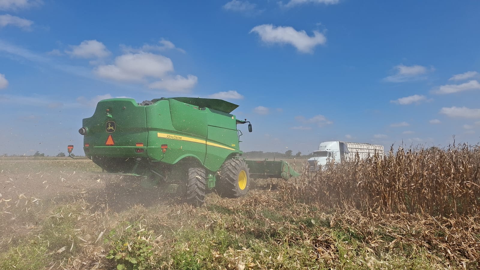 Trilla de cultivo en campo de maíz
