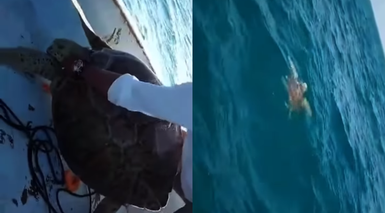 Pescador logra reanimar a tortuga marina