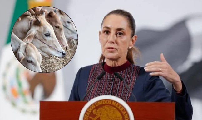 Sheinbaum confirma reanudación de exportaciones de ganado mexicano hacia EU