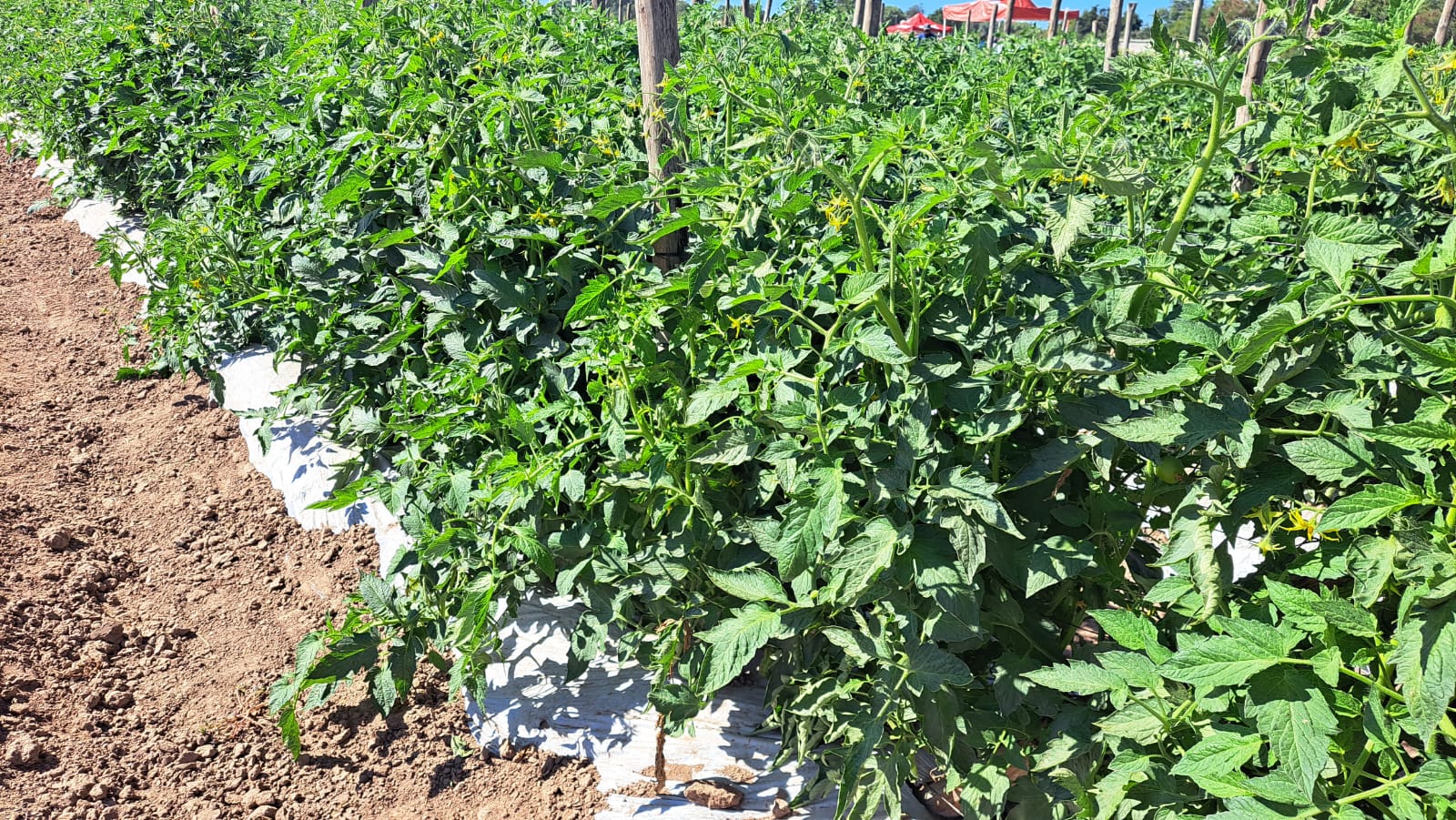 Prevén reducción en la siembra de hortalizas en Guasave