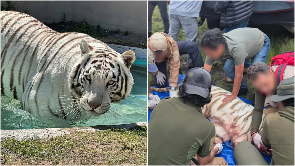 Profepa reporta muerte de Kenzo, tigre baleado durante operativo de rescate en Edomex