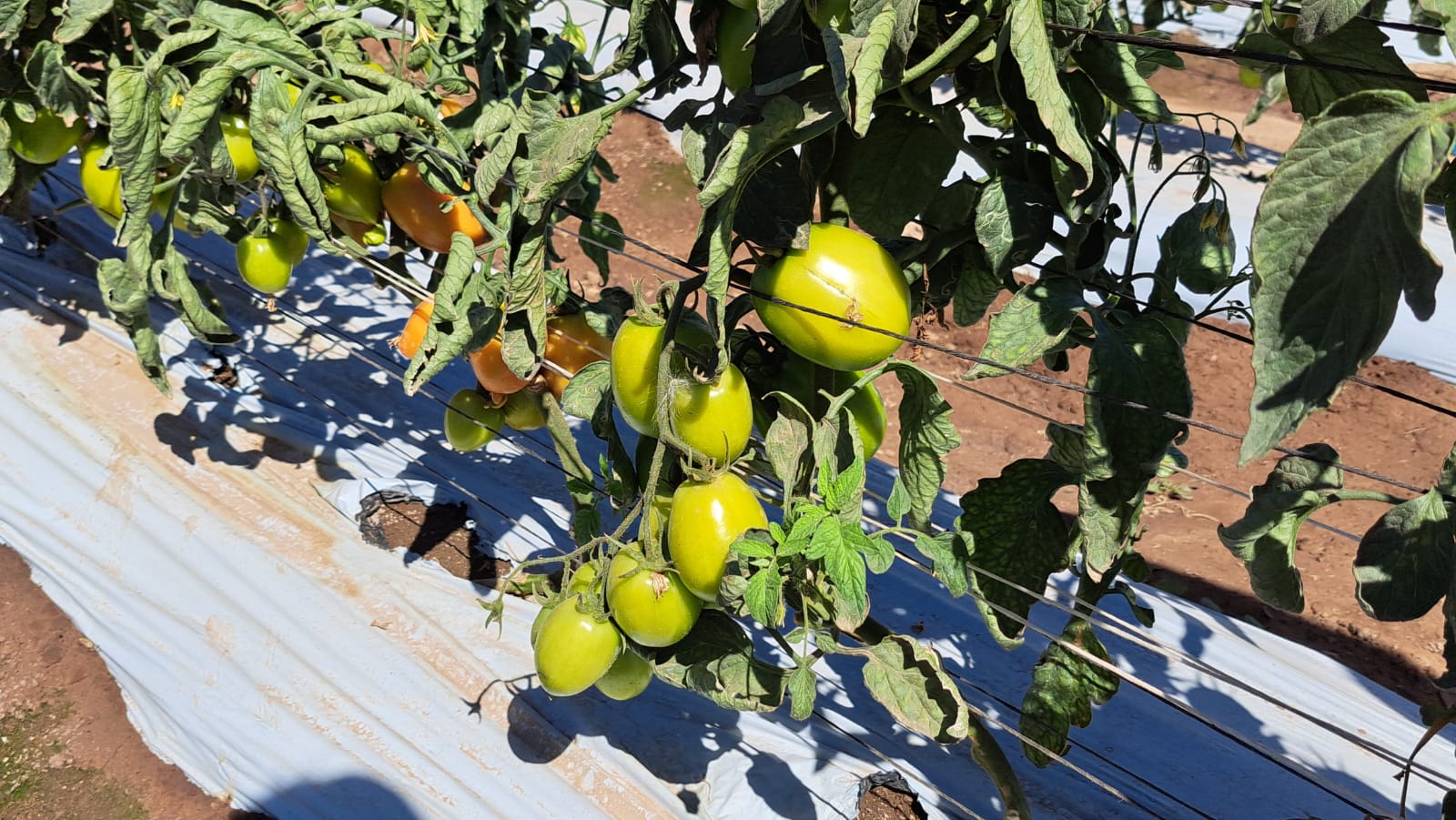 Tomatillo