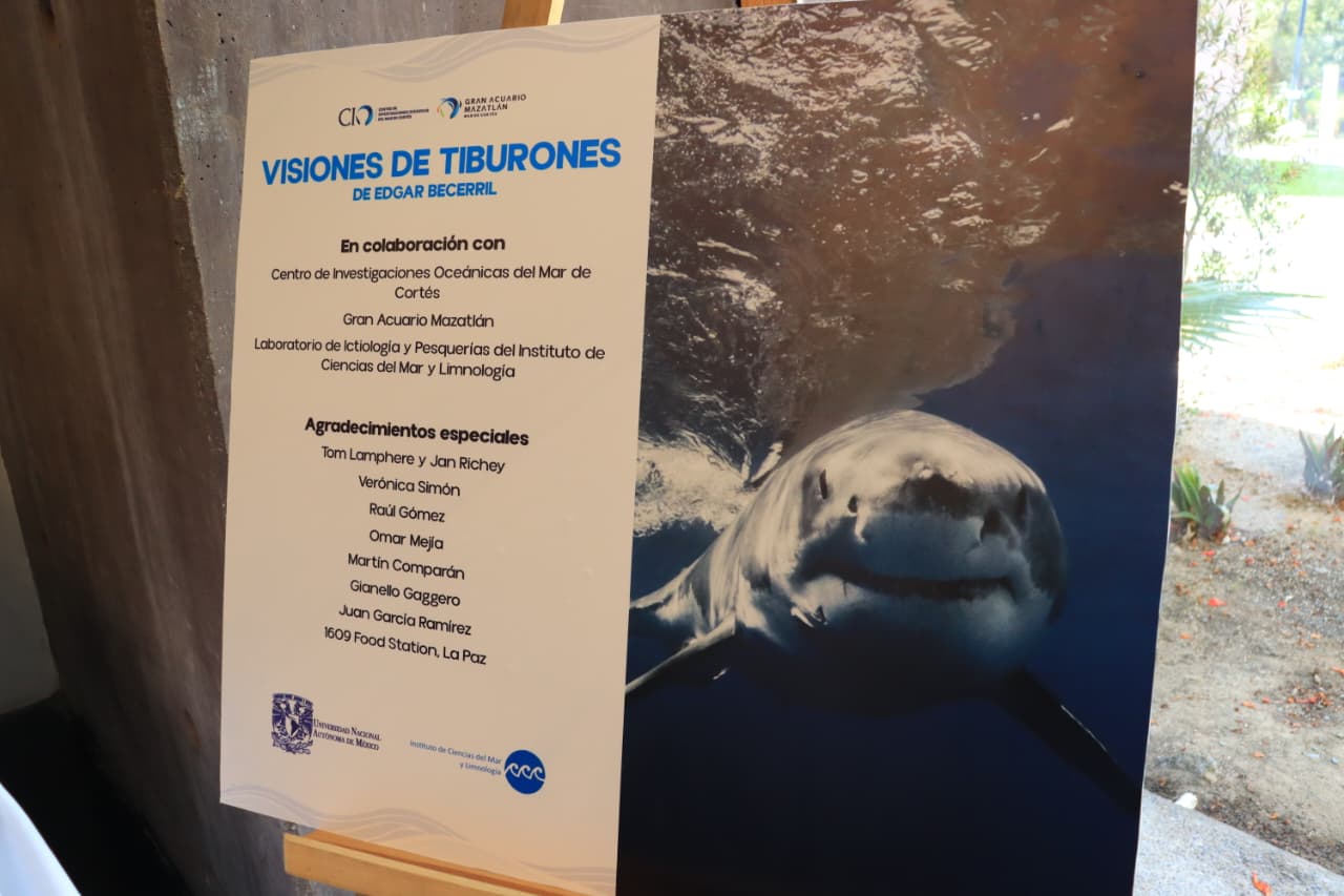 Visiones de Tiburones