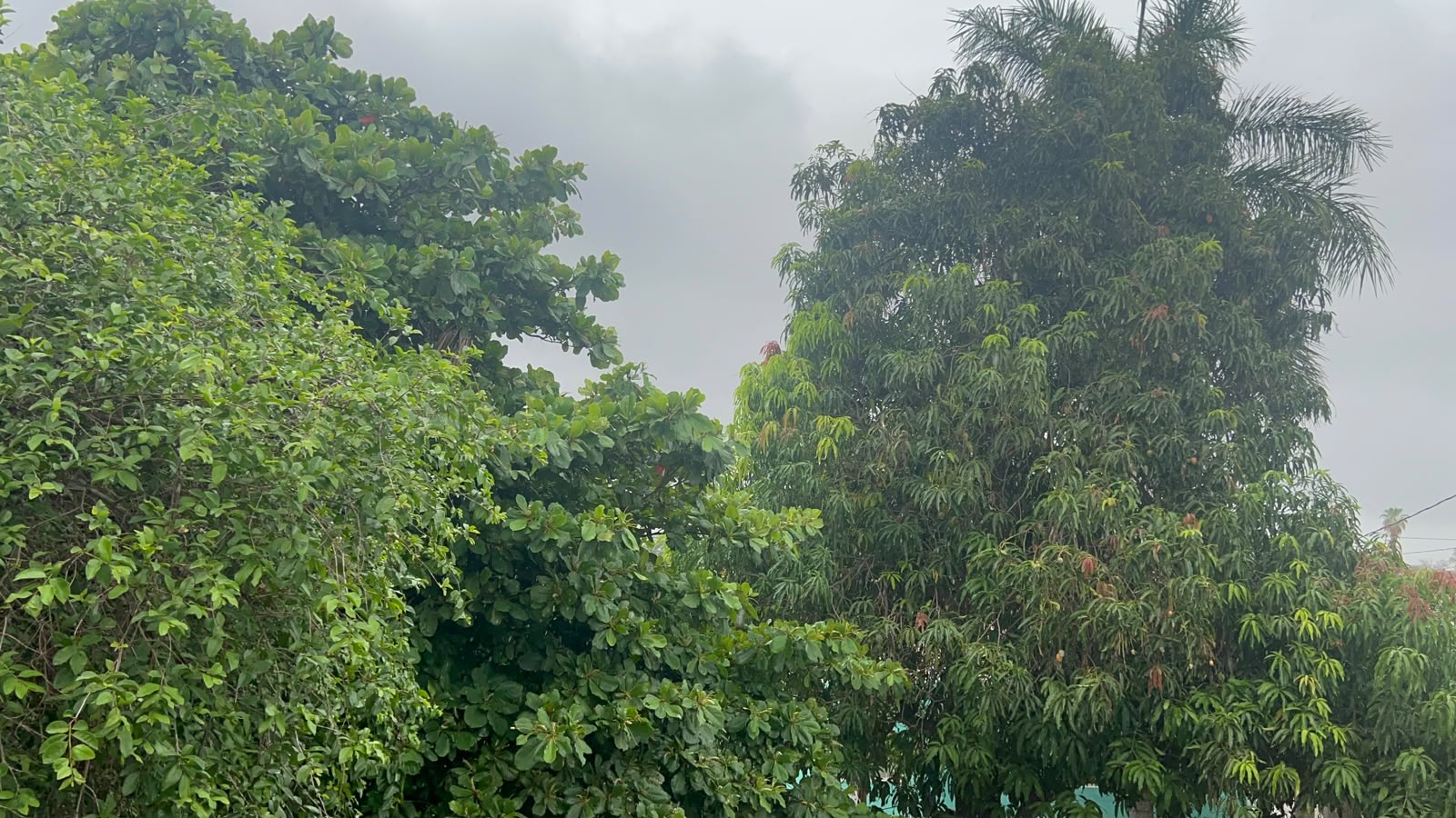 lluvias y arboles