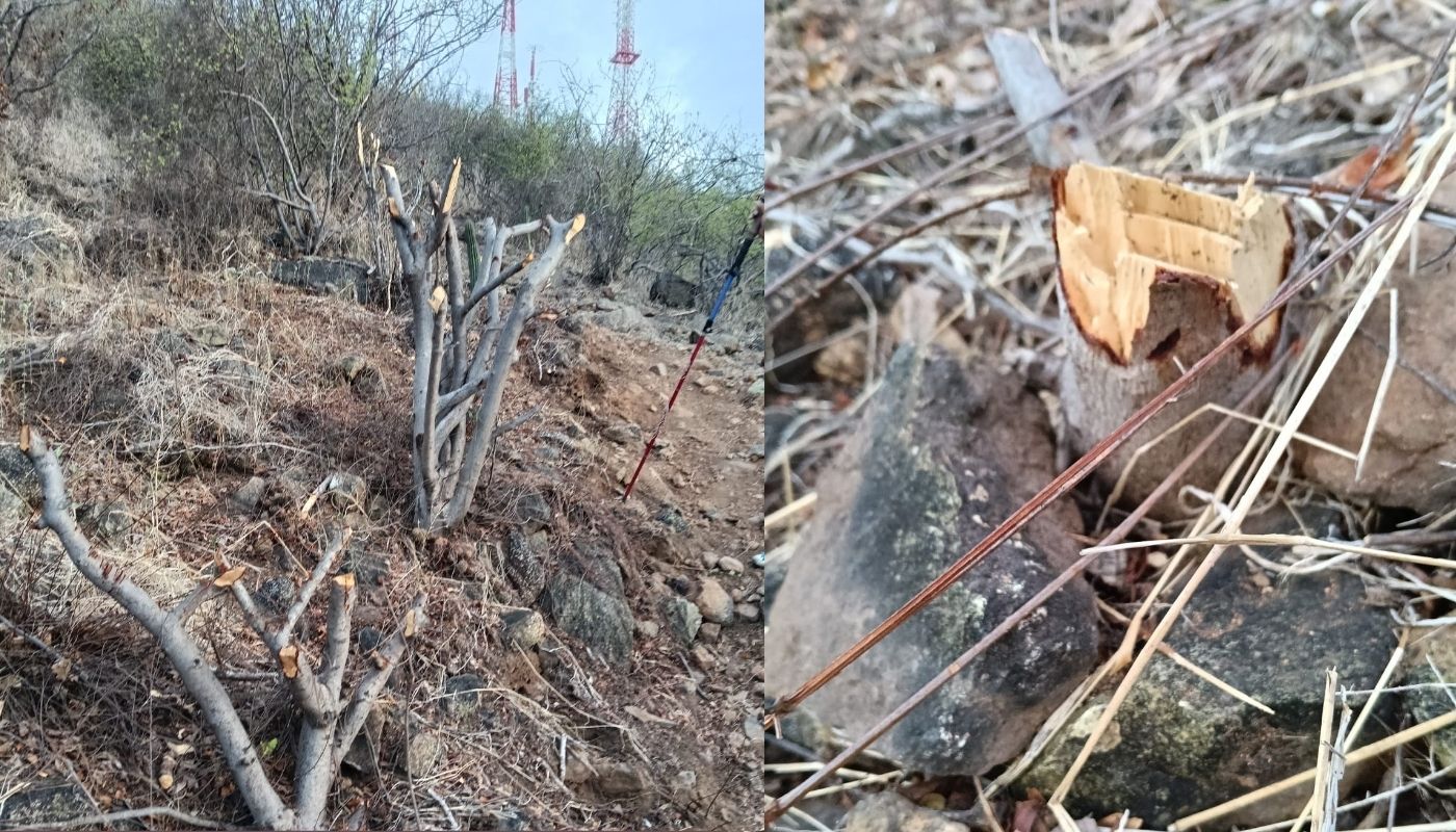 vegetación en el cerro de la Memoria