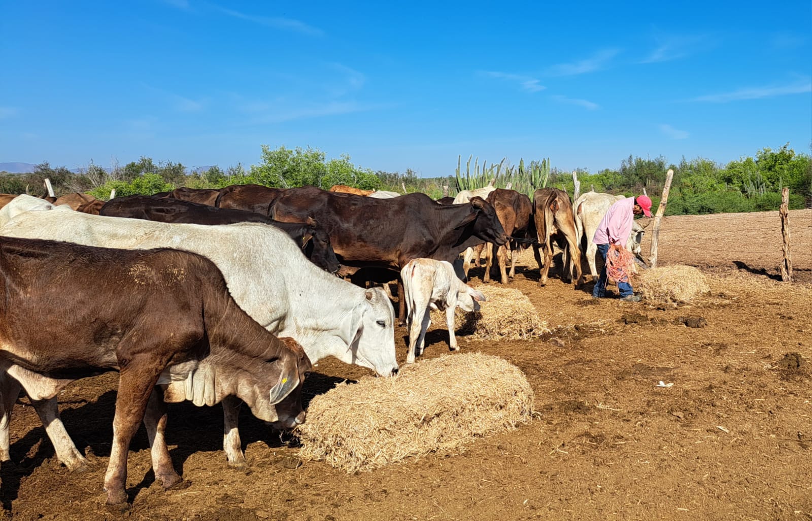 vacas