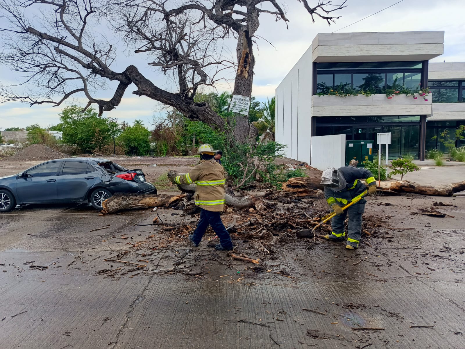 árbol (2)