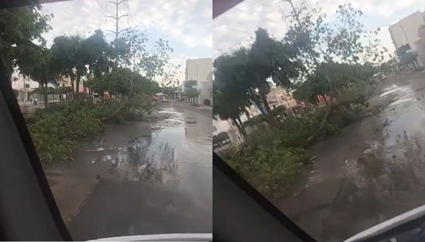 Calle con un árbol caído