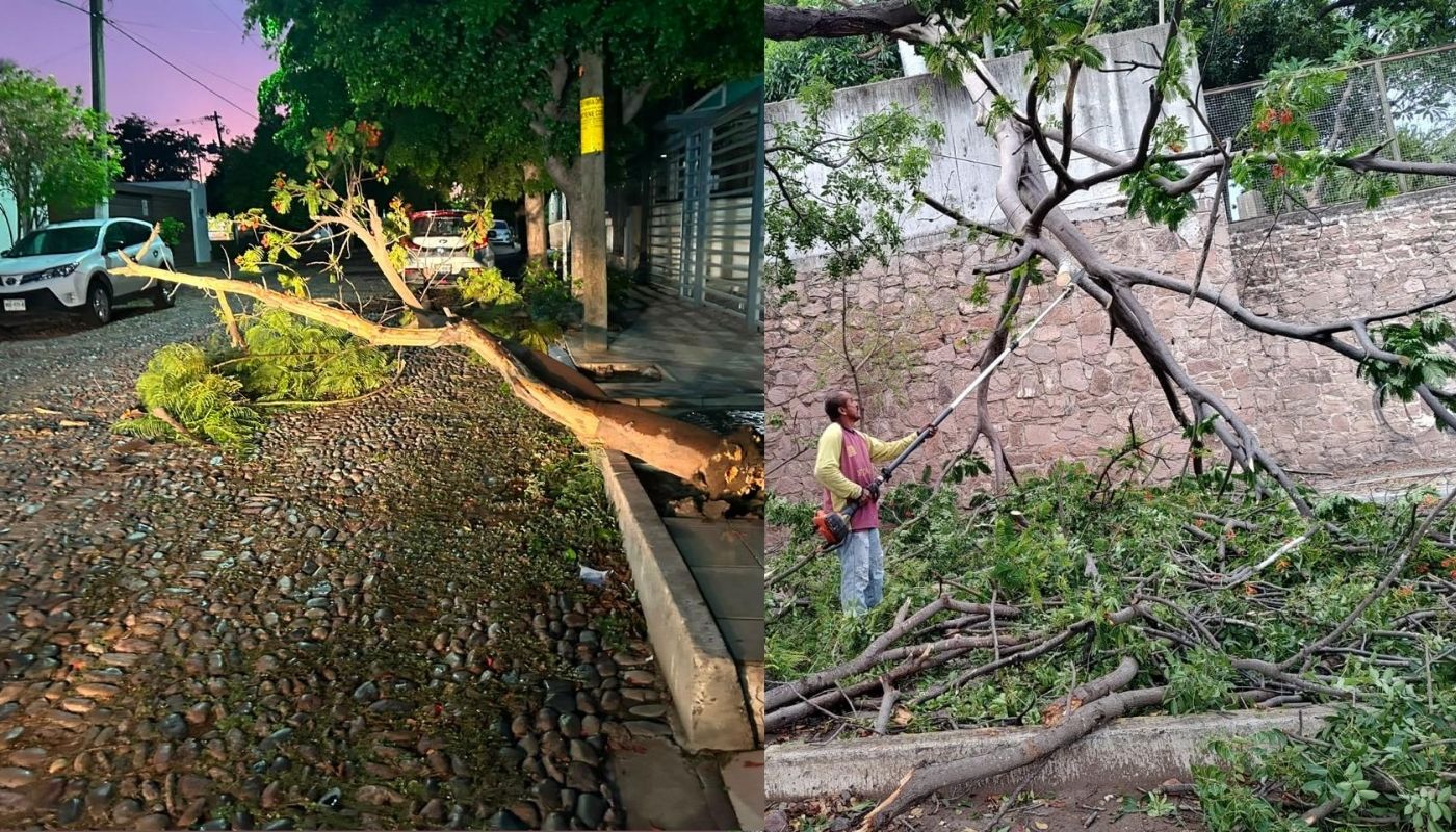 árboles caídos en calles
