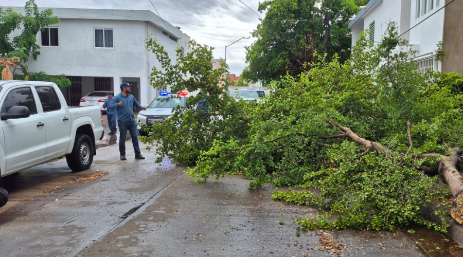 Caída de árboles tras fuertes lluvias