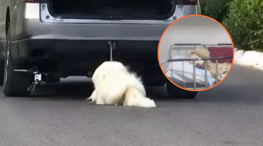 Fallece Rocky, el perrito que fue arrastrado en una camioneta en Saltillo.