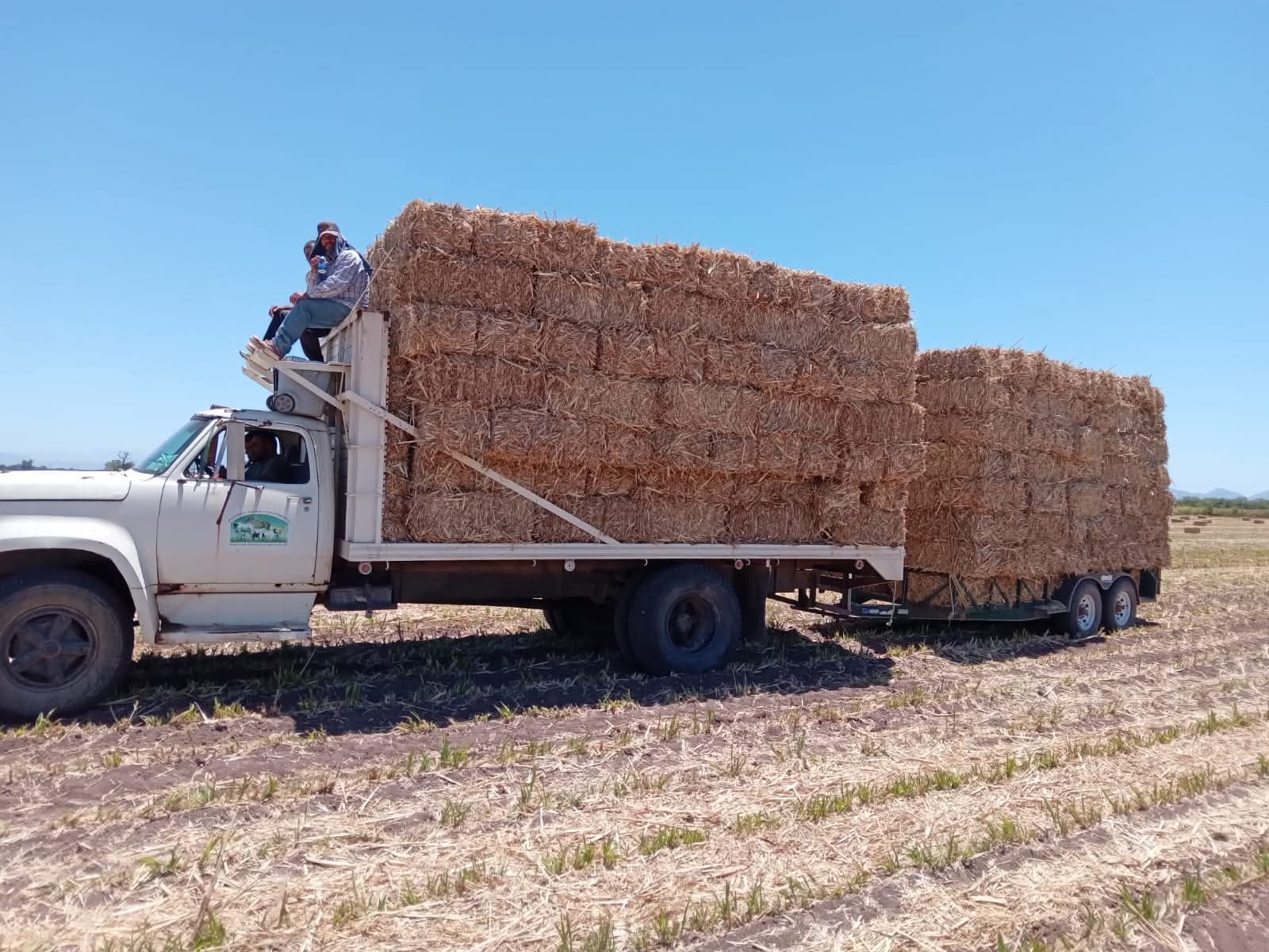 Pacas de ganado en un camión
