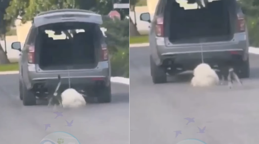 Piden justicia por el maltrato cometido hacia el perrito “Rocky”.