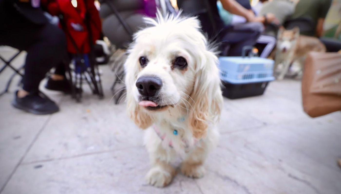 Perro