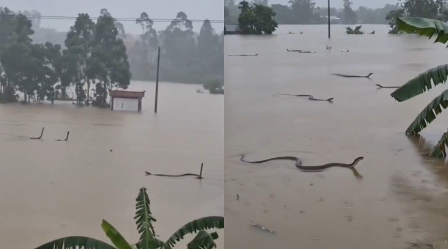 Inundaciones por tifón Maysak en China causan fuga de 900 serpientes.