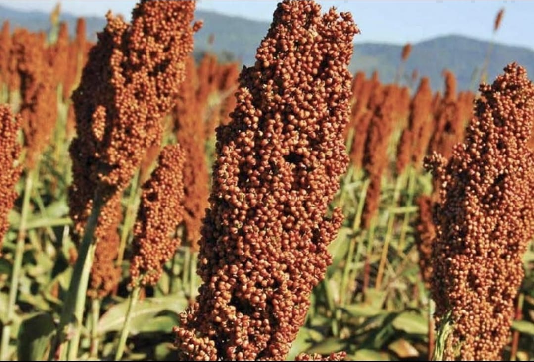 sorgo